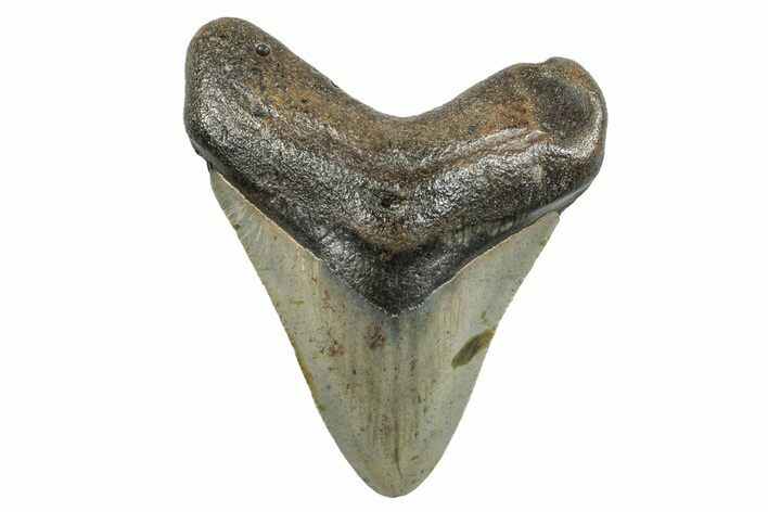 Fossil Megalodon Tooth - North Carolina #273957